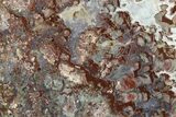 Polished Stromatolite (Mawsonsia) Slab - Million Years #129187-1